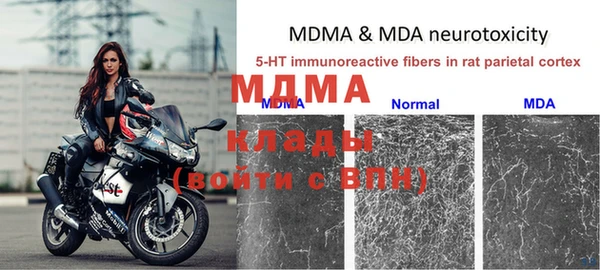 прущие грибы Медногорск