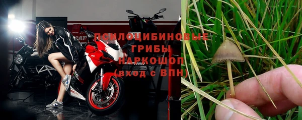прущие грибы Медногорск